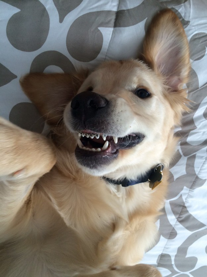 dog-braces-golden-retriever-teeth-problems-wesley-molly-moore-10.jpg