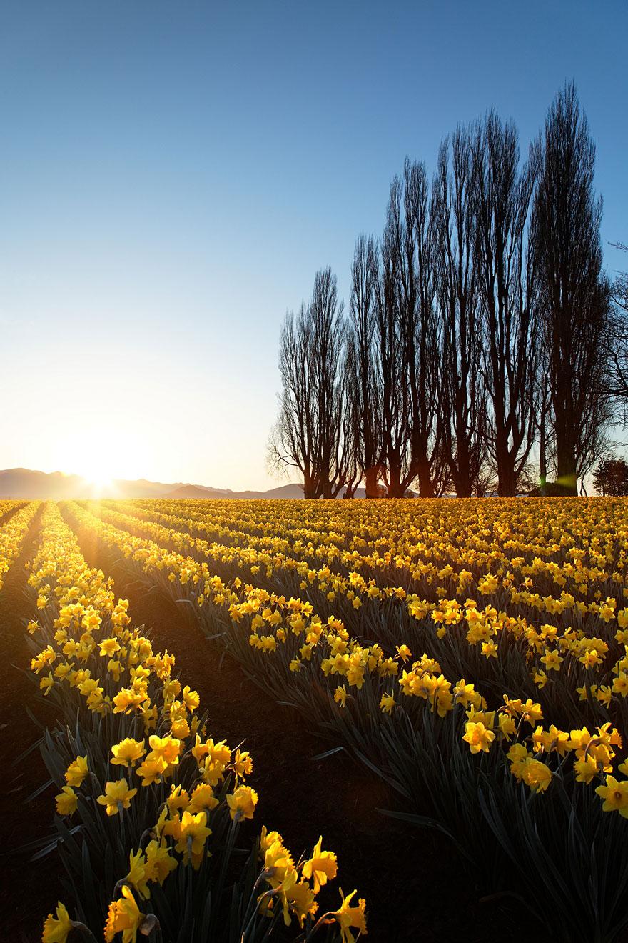 flower-tulip-fields-netherlands-2.jpg