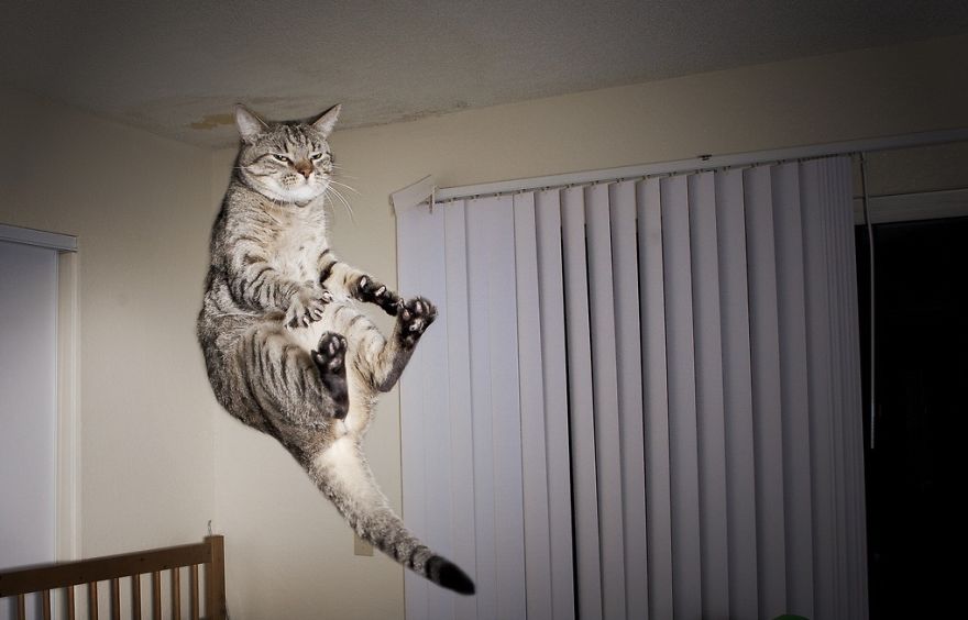 funny-jumping-cats-102__880.jpg
