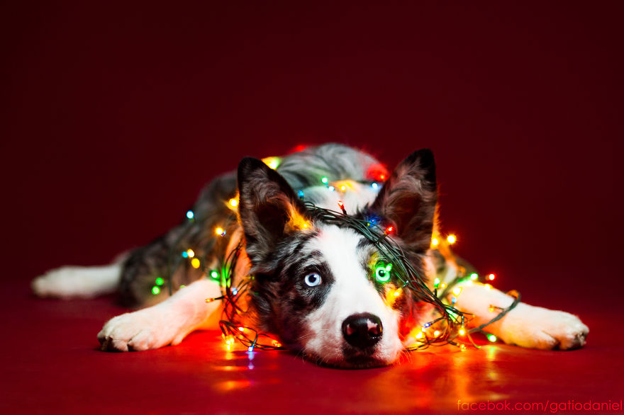 i-took-christmas-themed-dog-portraits-to-wish-you-happy-holidays_880.jpg