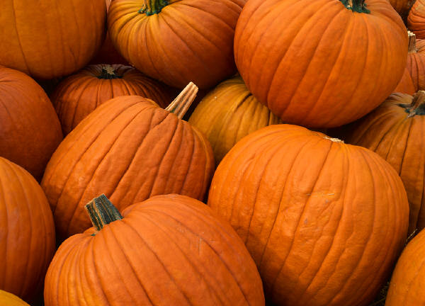 pumpkins.jpg