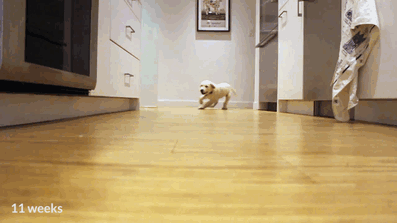 puppies-growing-up-timelapse-video-golden-retrievers-colby-bleu-1.gif