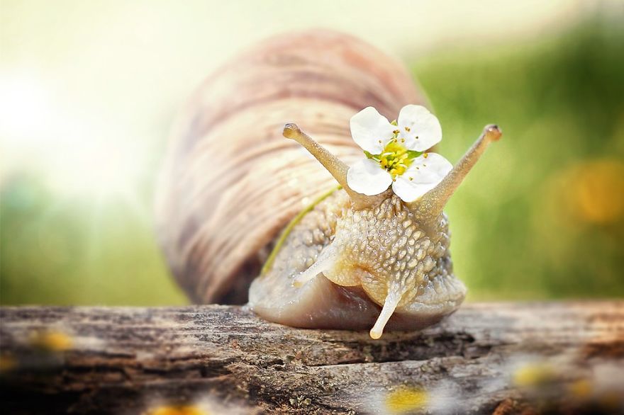 snail2.jpg