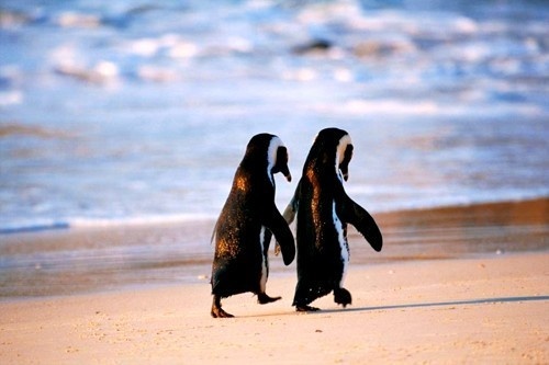 szerelmes pingvinek_1.jpg