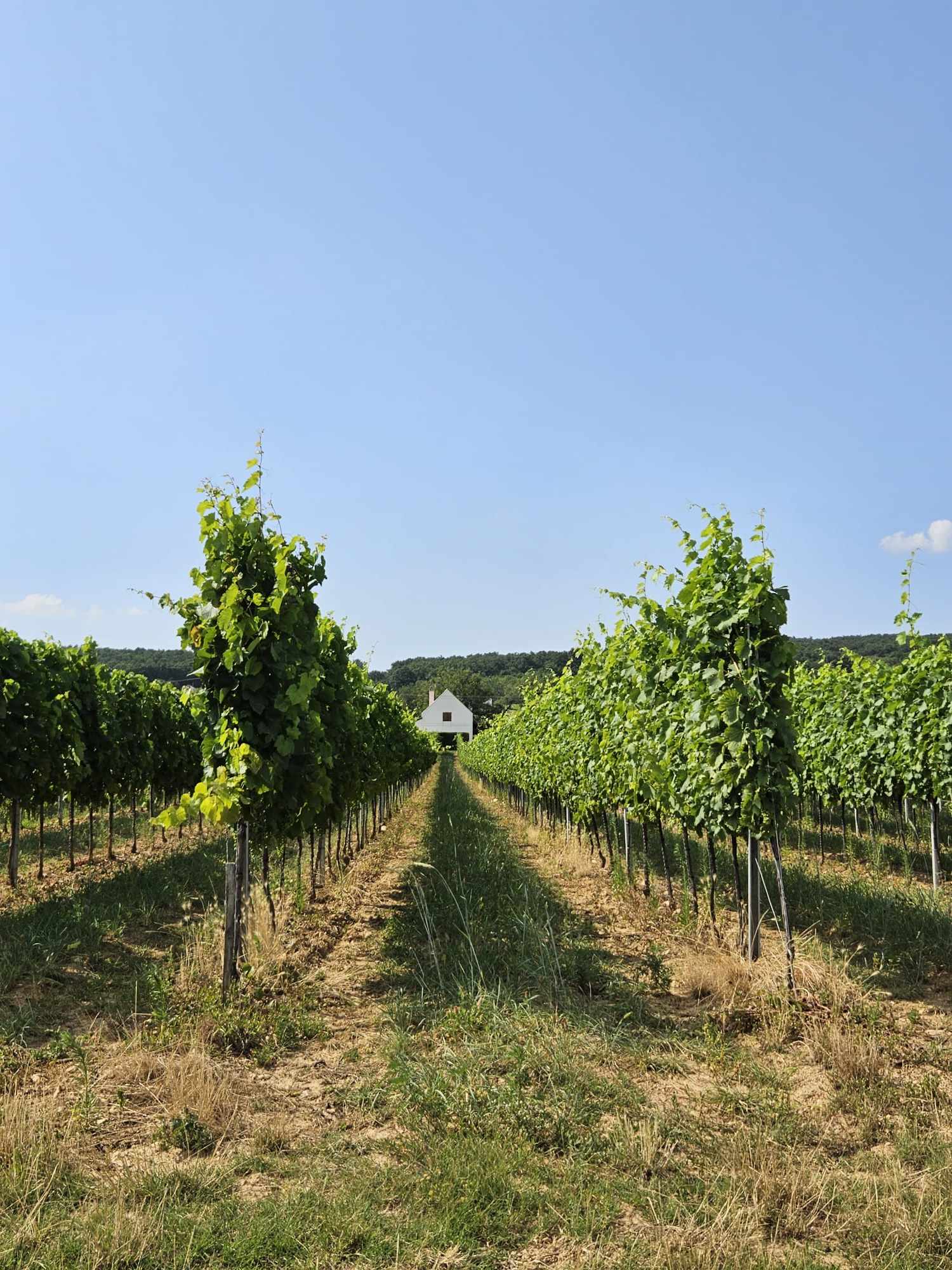 Gyönyörű az út mindenhol, de főleg a Nivegy-völgyben