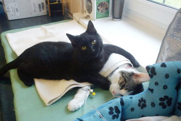 veterinary-nurse-cat-hugs-shelter-animals-radamenes-bydgoszcz-poland-1_1.jpg