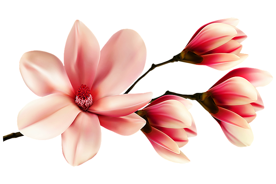 magnolia-flower-3791387_960_720.png