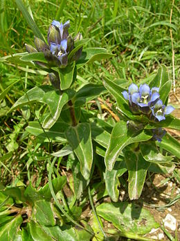 260px-Gentiana_cruciata_05.JPG