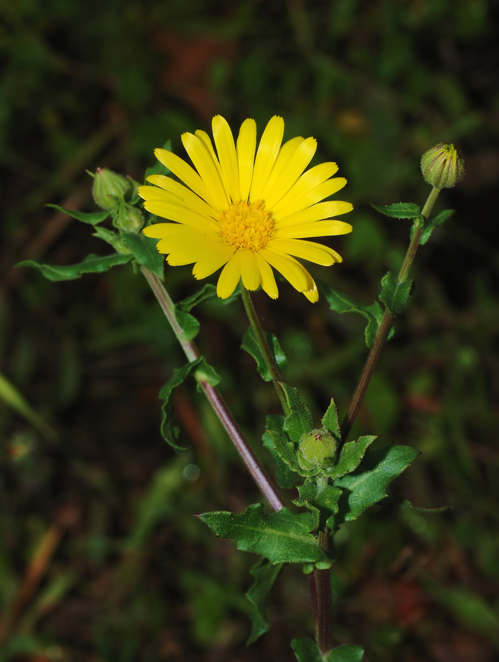 Calendula_January_2008-1_filtered.jpg