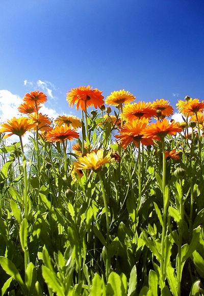 Calendula_officinalis_and_skykicsi.jpg