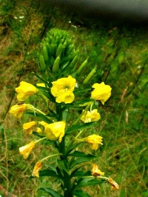 EveningPrimrose.jpg