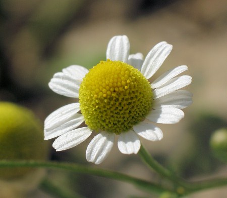 Matricaria_chamomilla.jpg