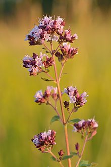 Origanum_vulgare_-_harilik_pune.jpg