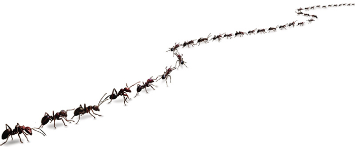 ant-trail.png