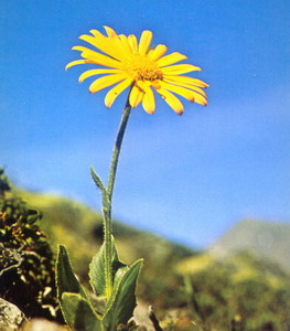 arnica-sky_resize.jpg