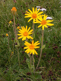 arnica_montana.jpg