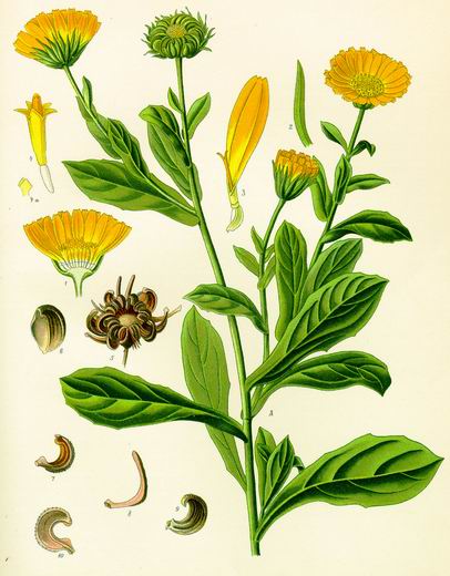 calendula11.jpg