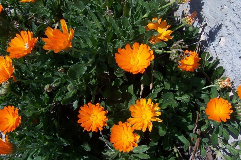 calendula3.jpg