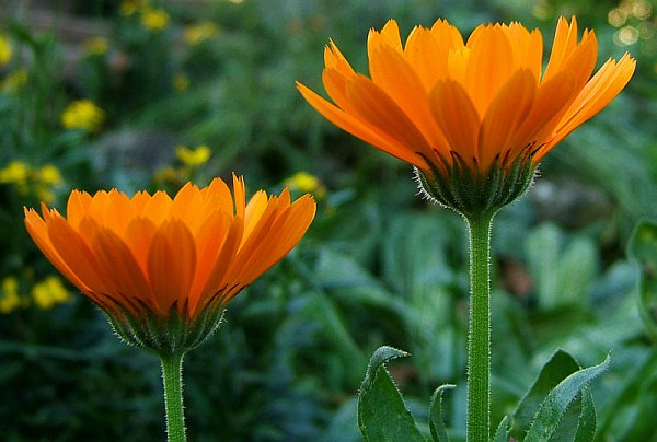 calendula_officinalis.jpg