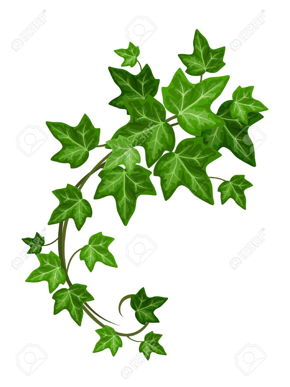 ivy.jpg