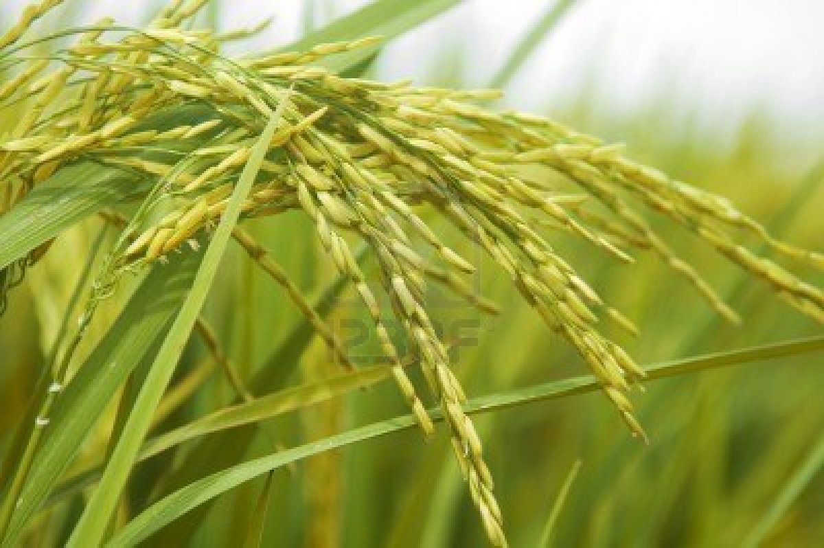 4646271-paddy-rice-rice-crop-ready-for-harvest.jpg