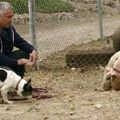 Temetni Cesart? - Cesar Millan és a malac botrányáról