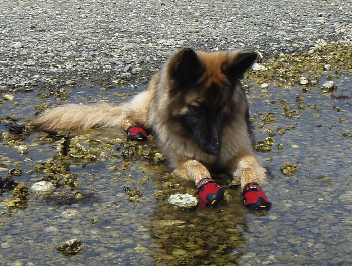 dogshoe.jpg