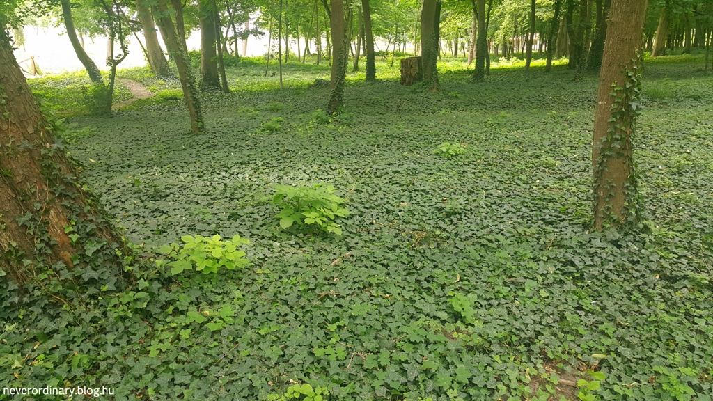20150628_132550.jpg