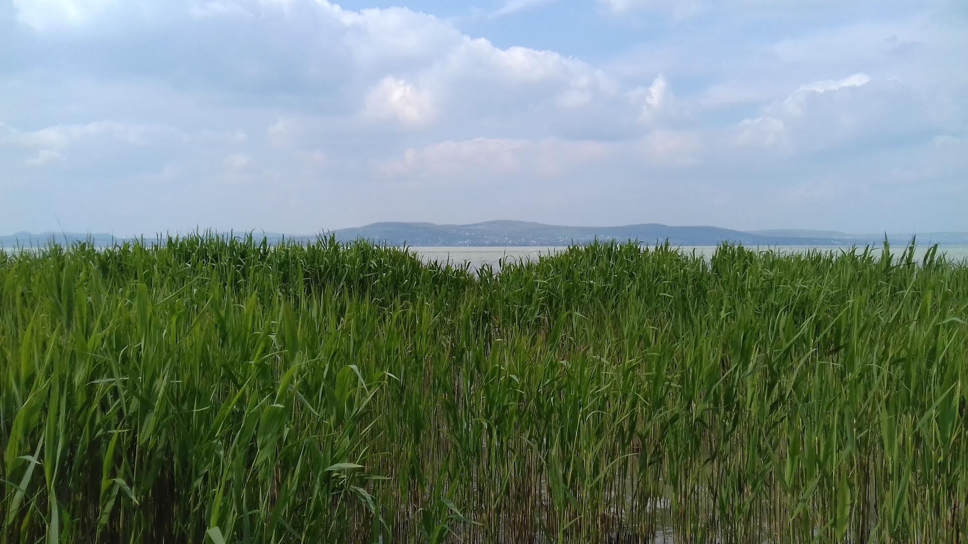 balaton1.jpg