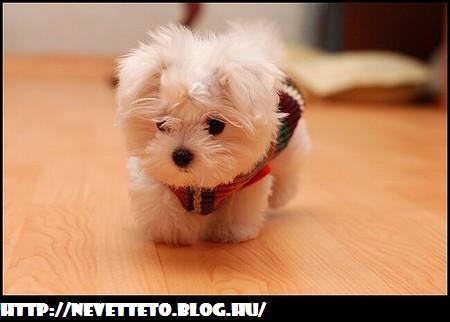 https://m.blog.hu/ne/nevetteto/file/Cukis%c3%a1g%20-%20Kutya.JPG