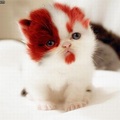 Vörös szakállas cica