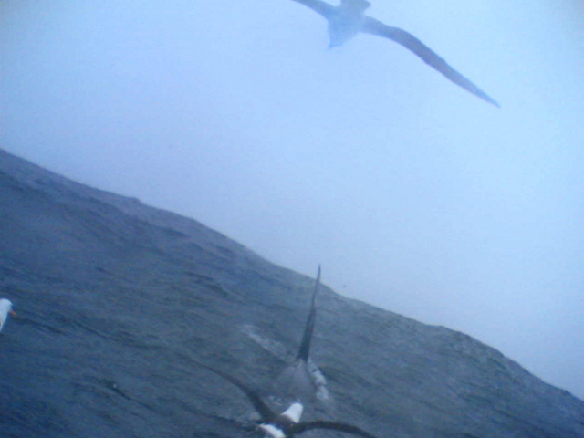 2016.07.09 Felhők közül az albatrosz
