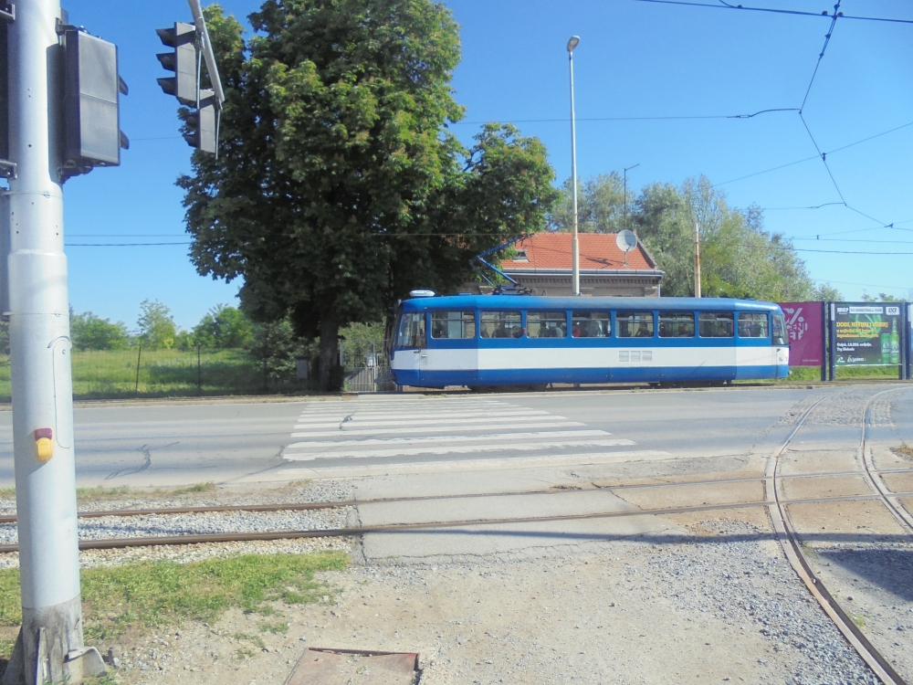 20190525_044_eszek_tuja.JPG