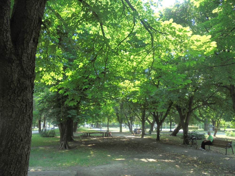 20180606_028_nagyszalonta_park.JPG