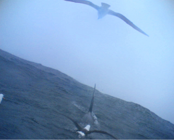 20091007albatrosz.jpg