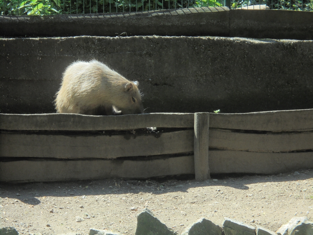 20170808_087_veszprem.JPG