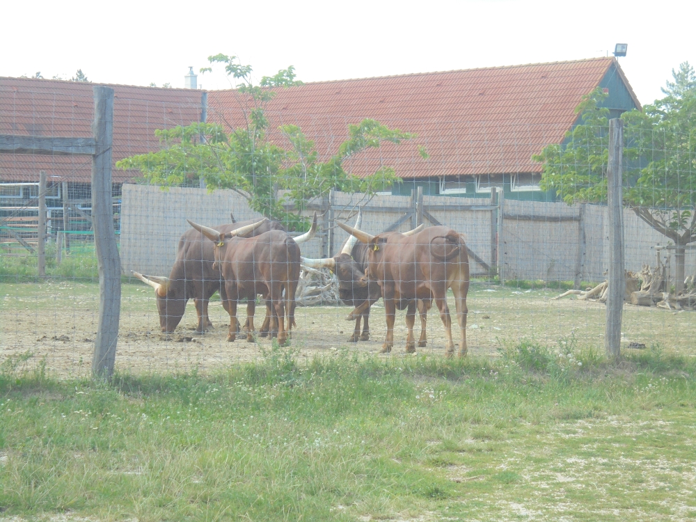 20170808_172_veszprem.JPG