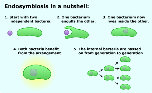 endosymbiosis.gif