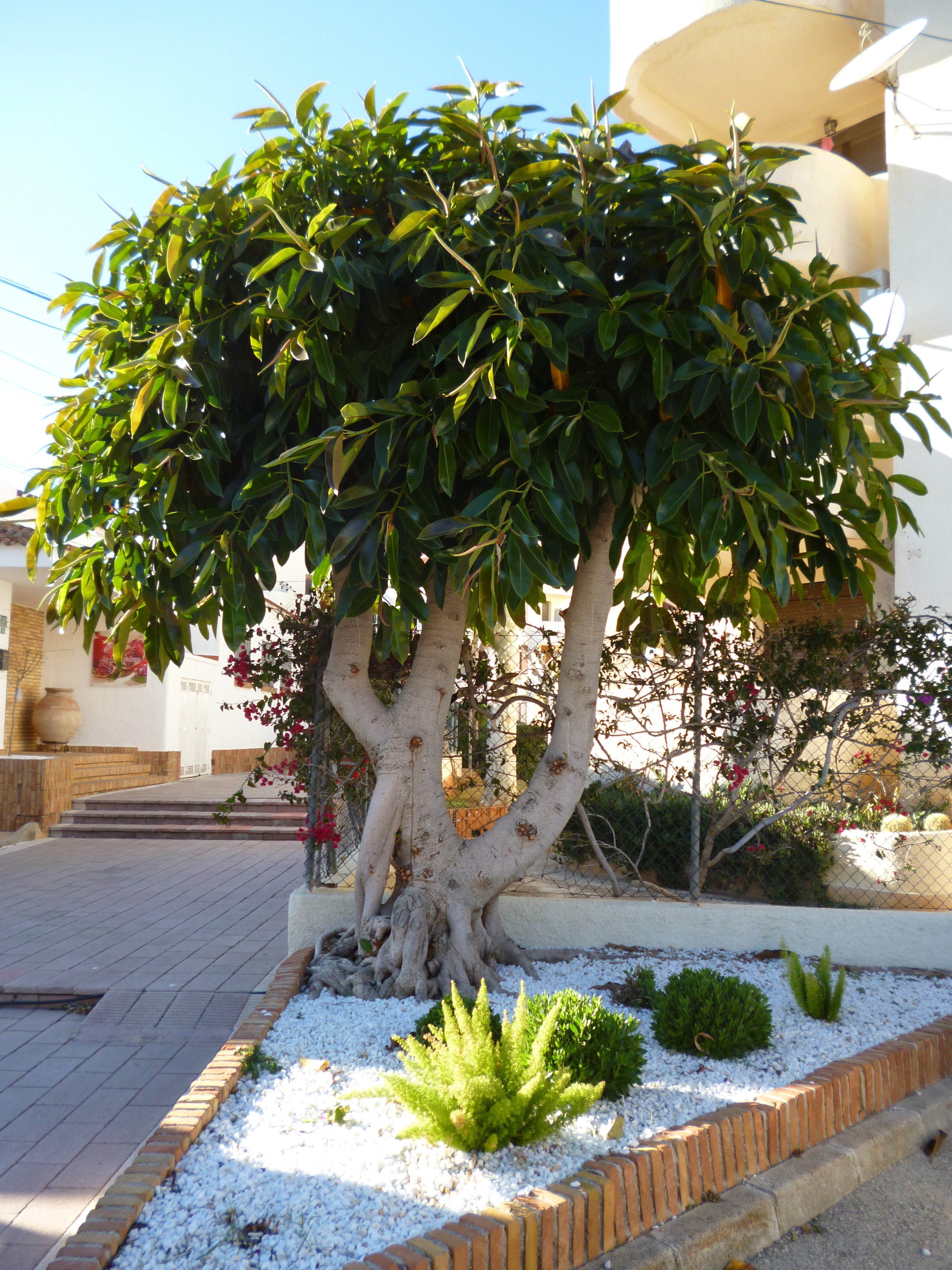 denia_bevezeto.jpg