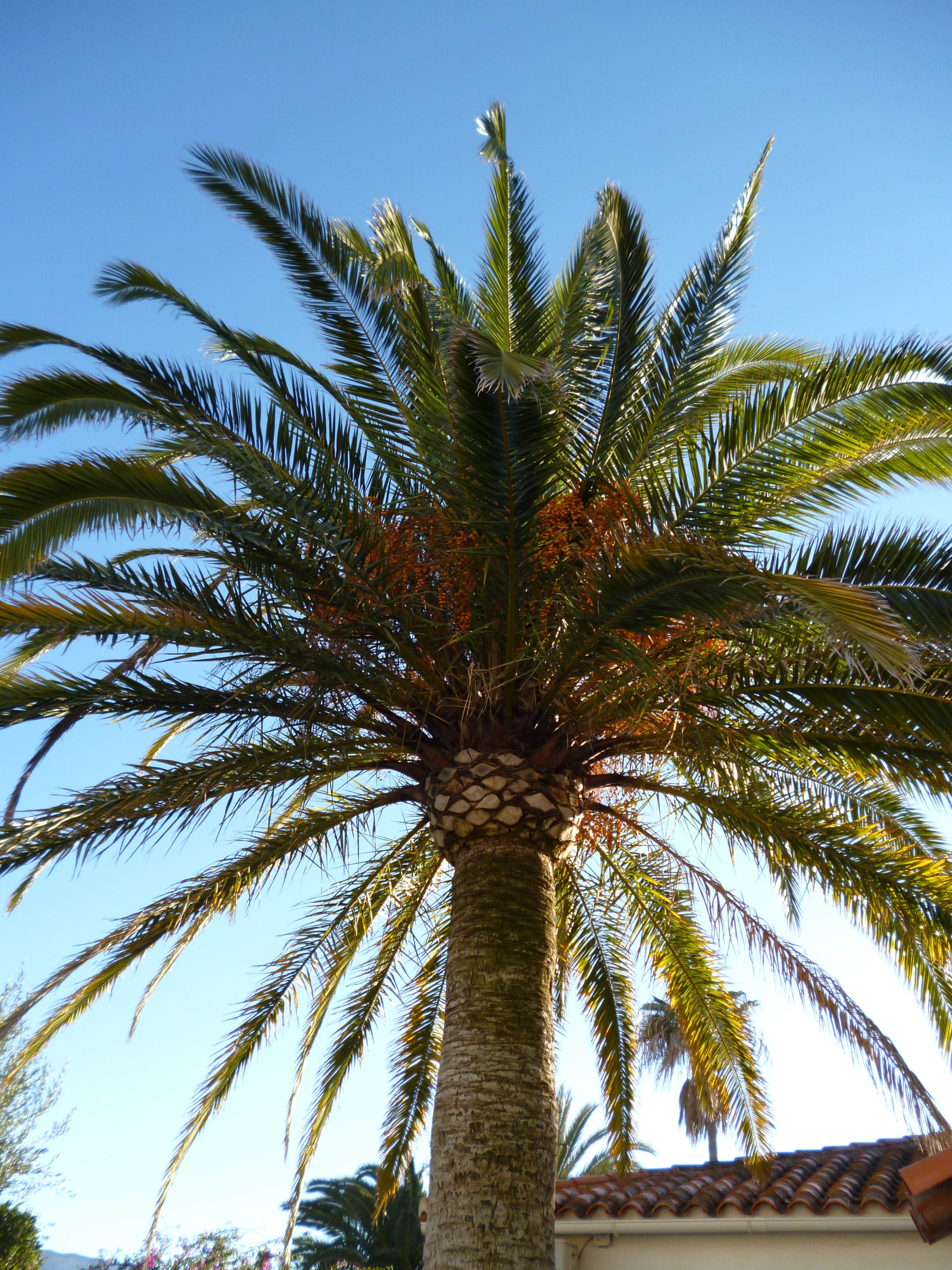 denia_bevezeto_1.jpg
