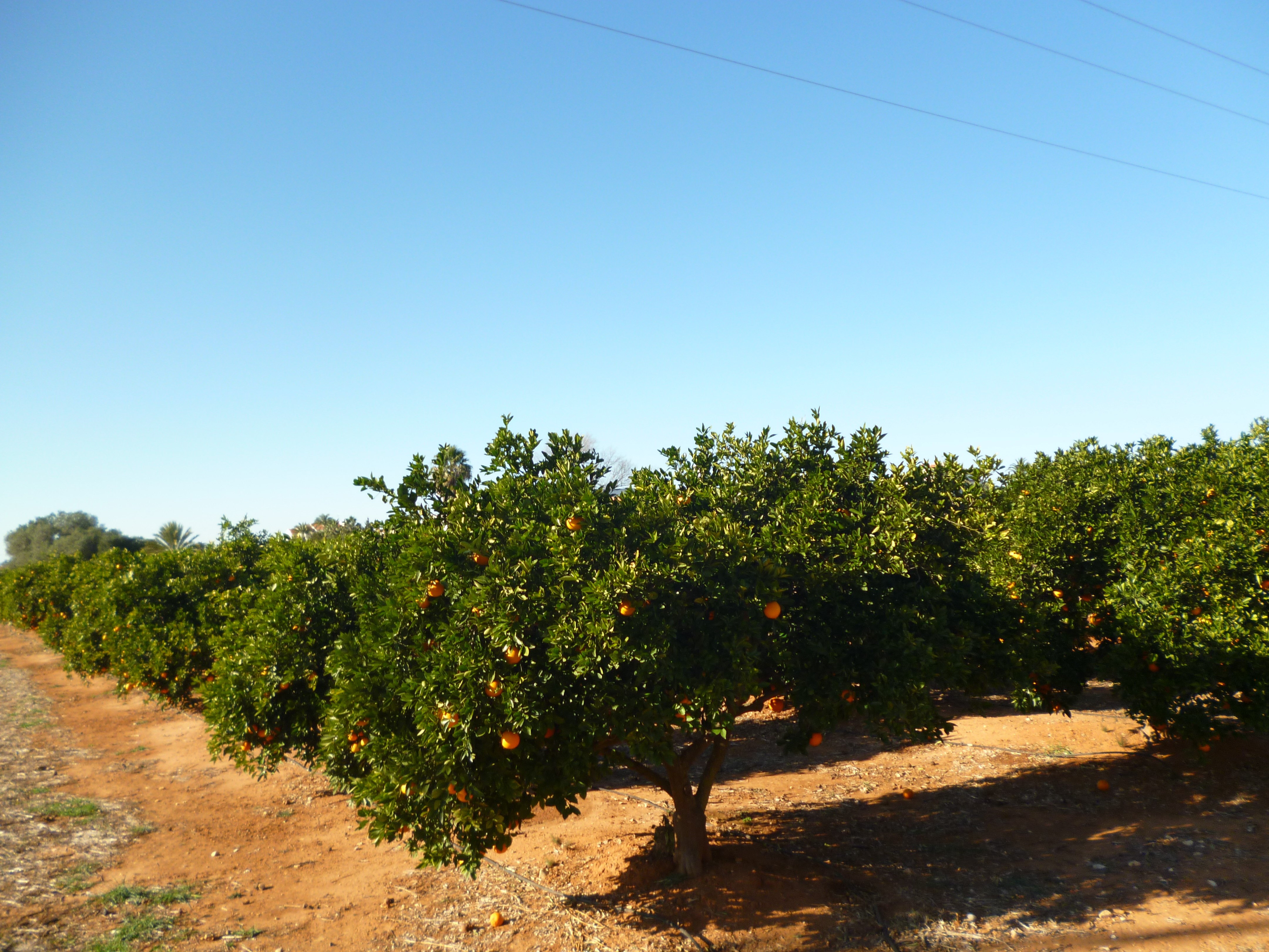 denia_narancsfak.jpg