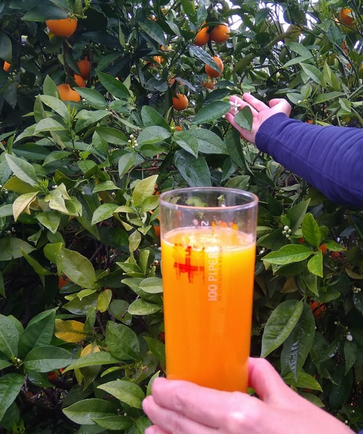 denia_orange_juice.jpg
