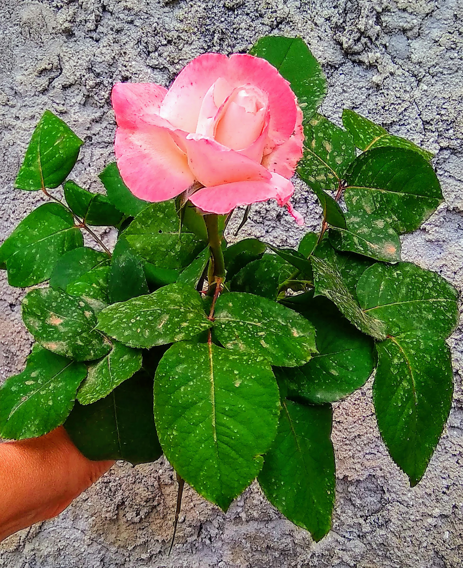 img_20180424_194740-effects.jpg