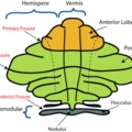 Cerebellum