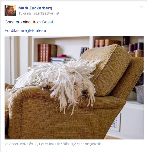 beast-zuckerberg-puli.jpg