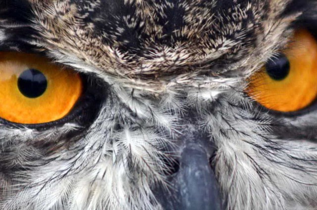 owl-eyes.jpg