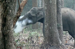 Indiában lencsevégre kaptak egy „dohányzó" elefántot
