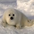 White seal