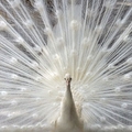 White peacock