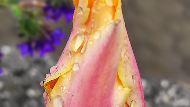 Képekben az élet (2.rész) - 2025 tavaszán az esős világ